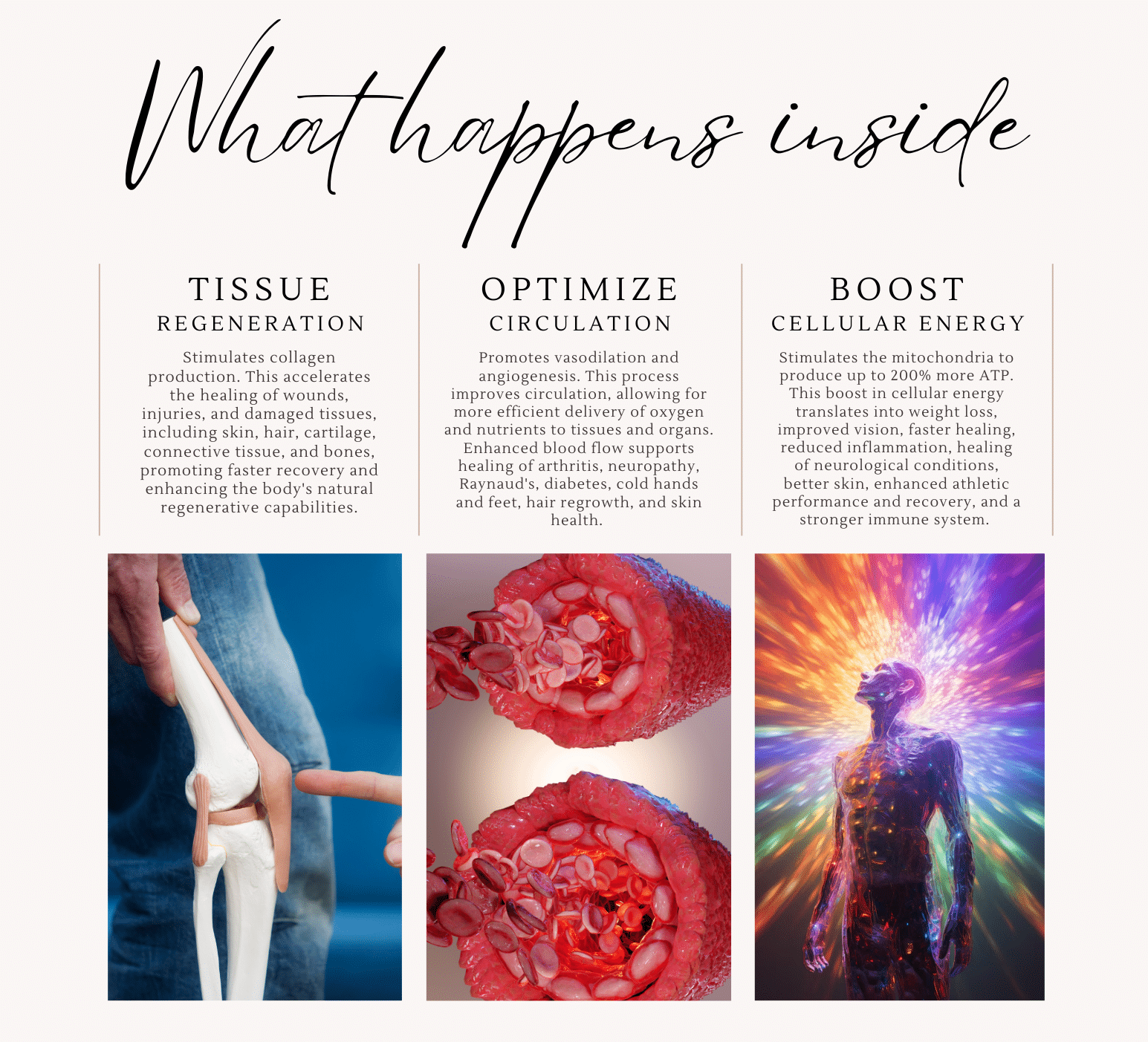 Brochure showing tissue support, circulation support, and cellular energy